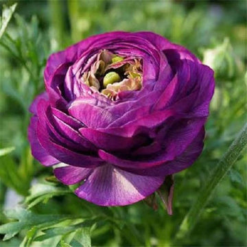 Violet Ranunculus Flower Seeds for Planting – Heirloom Non-GMO Seeds
