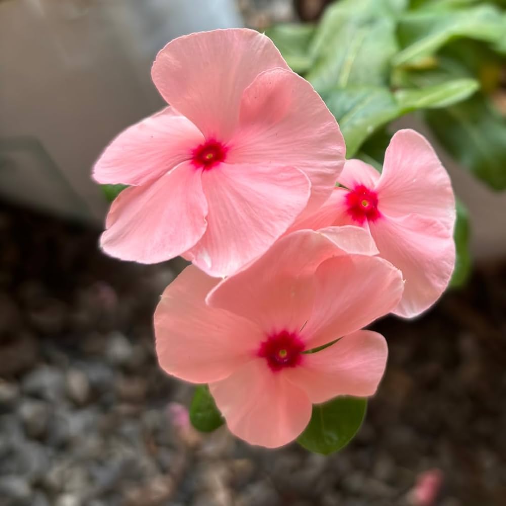 Heirloom Non-GMO Vinca Periwinkle Flower Seeds – Light Pink Blooms for Planting seeds for planting in home garden