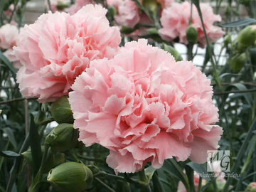 Pink Carnation Flower Seeds – Heirloom, Non-GMO, Classic Blooms for Garden Planting