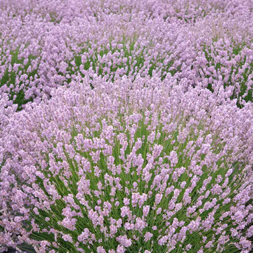 Pink Lavender Marjoram herb seeds – heirloom, non-GMO seeds for planting