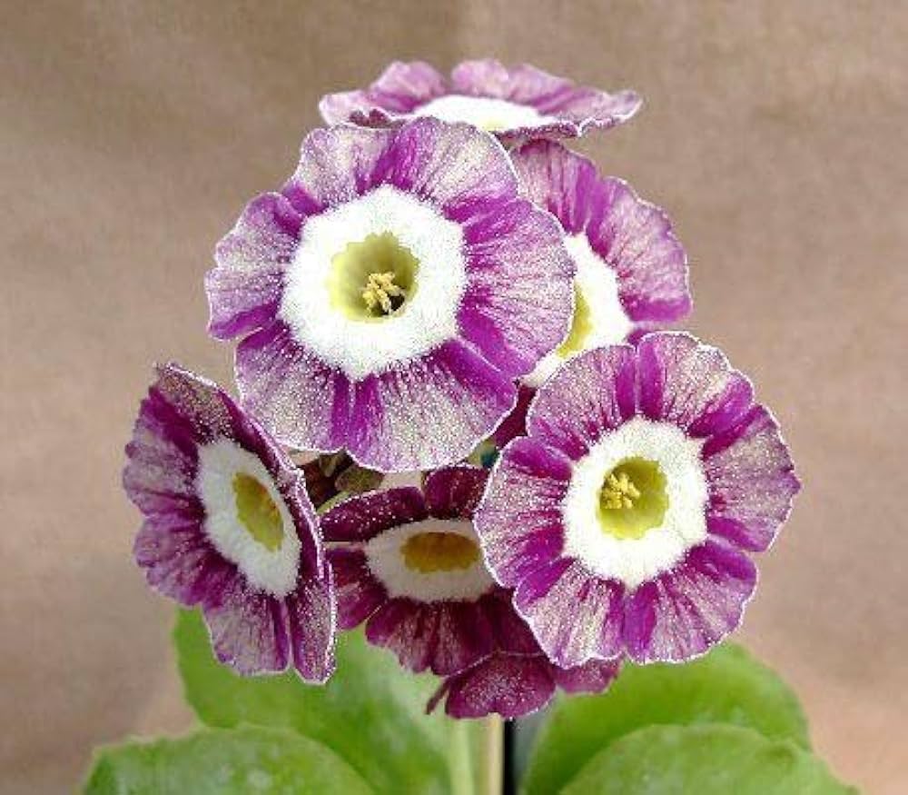 Violet Primula Seeds for Planting - 100 pcs seeds for planting in home garden