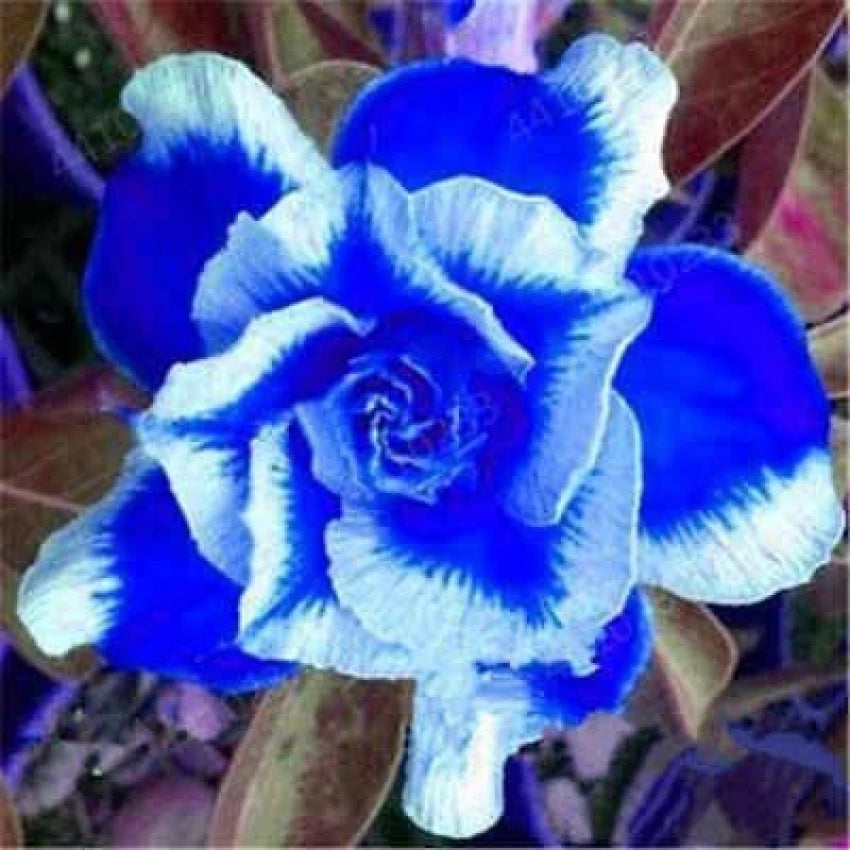 Organic Heirloom Blue White Adenium Seeds – Non-GMO Desert Rose Seeds for Planting seeds for planting in home garden