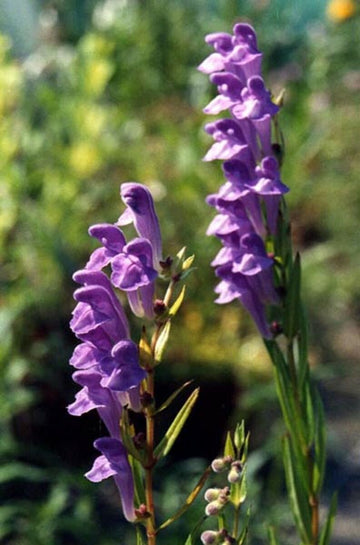 Blue Scutellaria Baicalensis Flower Seeds for Planting NON GMO Seeds
