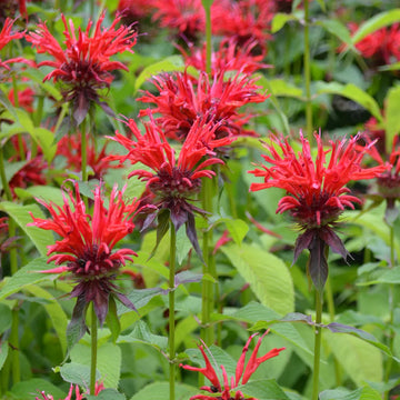 Heirloom Non-GMO Red Monarda Didyma Flower Seeds for Pollinator-Friendly Gardens and Vibrant Planting