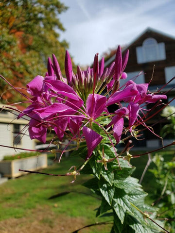Purple Cleome Seeds for Planting - NON GMO Seeds