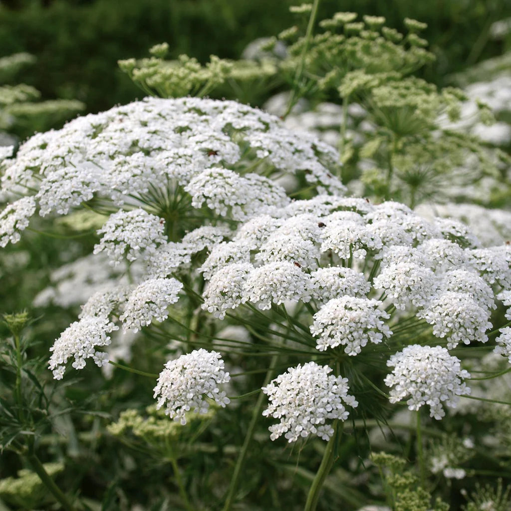 White Bishops Flower Seeds for Planting, 100 pcs seeds for planting in home garden
