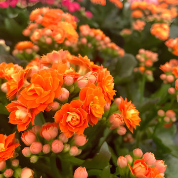 Heirloom Non-GMO Orange Kalanchoe Flower Seeds for Lively Garden Pots and Indoor Planting