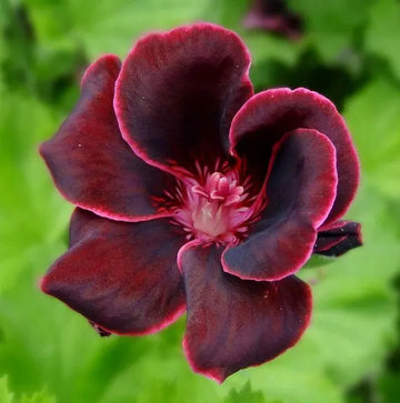 Burgundy Geraniums Heirloom Non-GMO Seeds for Planting
