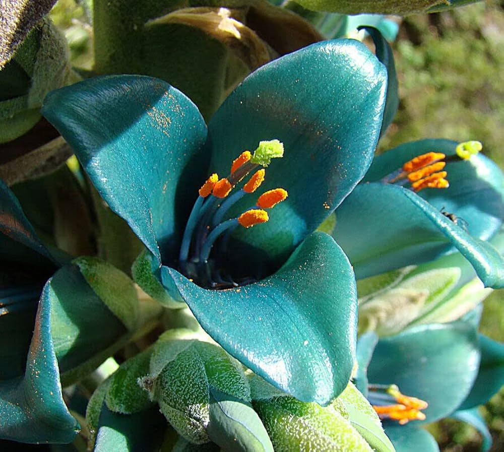 Heirloom Green Blue Puya Plant Seeds – Exotic Flower Seeds for Garden Planting seeds for planting in home garden