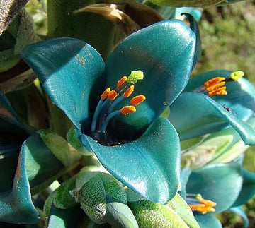 Heirloom Green Blue Puya Plant Seeds – Exotic Flower Seeds for Garden Planting