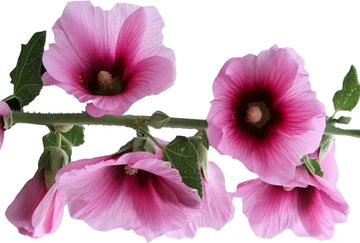 Futaba Alcea Rosea Pink and Yellow Flower Seeds for Planting Non-GMO Heirloom Garden Seeds