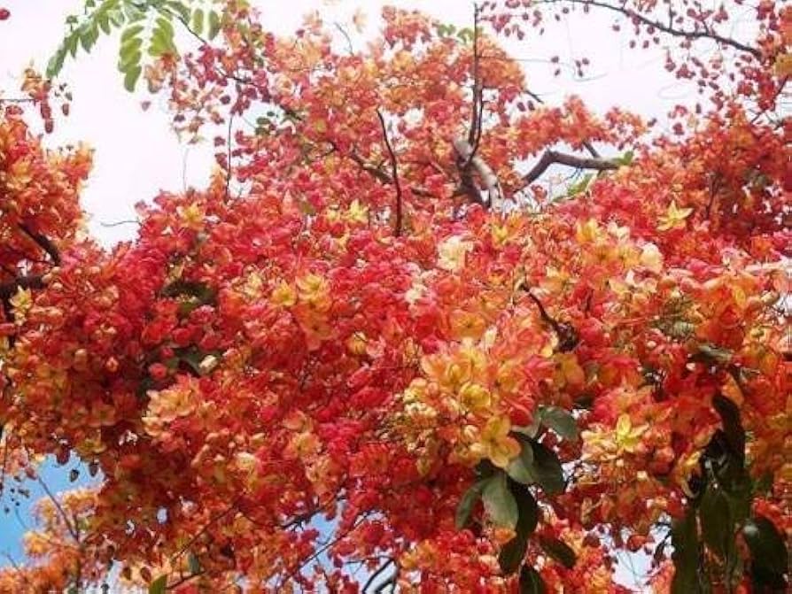 Yellow Pink Marginata Flower Seeds for Planting - 100 pcs seeds for planting in home garden