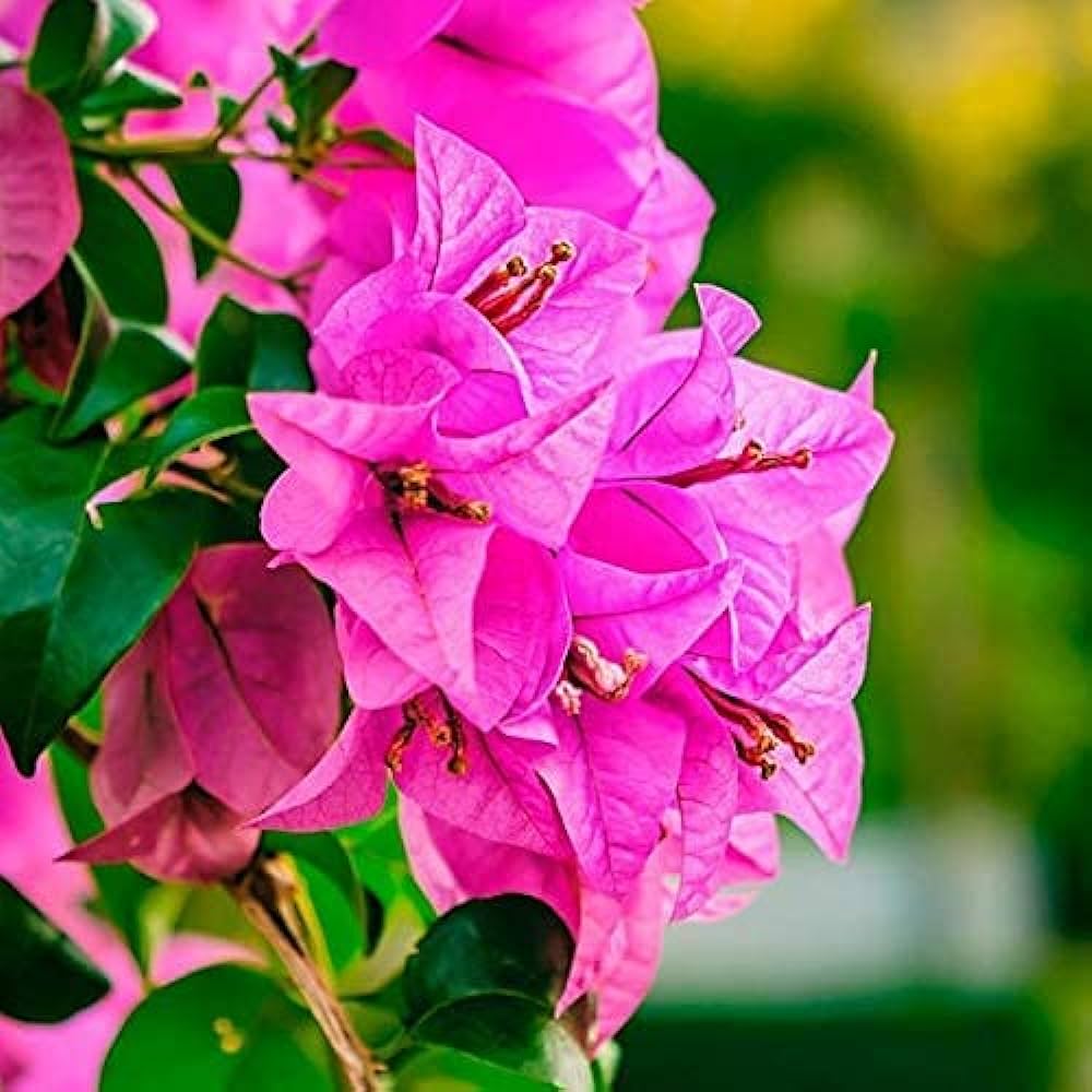 Pink Bougainvillea Flower Seeds for Planting for planting in home garden