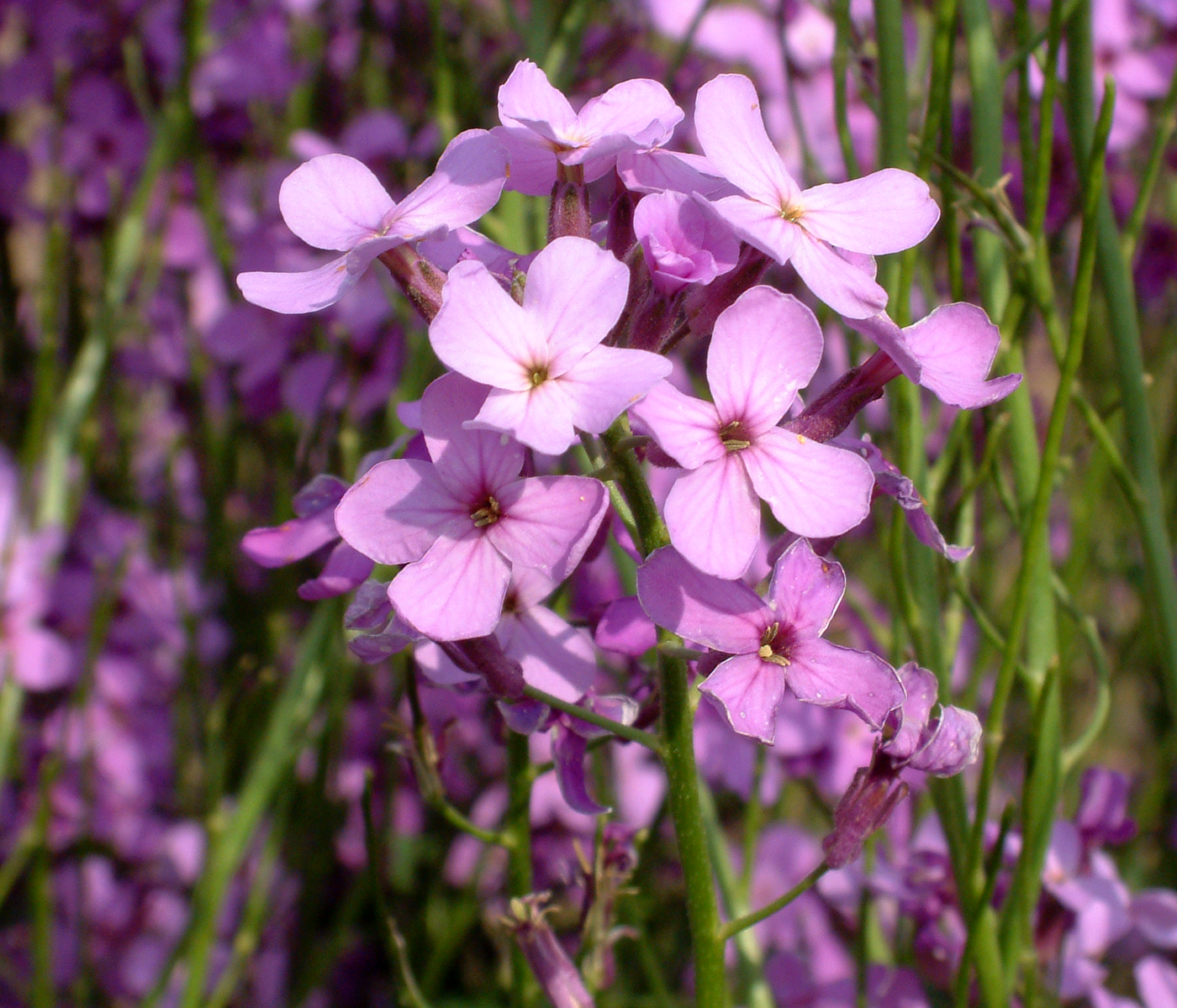 Hesperis Matronalis Flower Seeds for Planting - NON GMO Seeds seeds for planting in home garden
