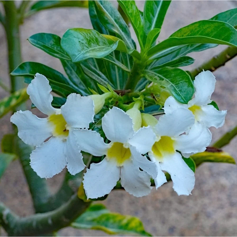 Organic Heirloom White Adenium Seeds – Non-GMO Desert Rose Succulent Seeds for Planting seeds for planting in home garden