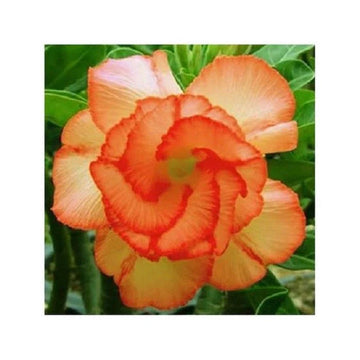 Orange Adenium Flower Seeds for Planting - NON GMO Seeds