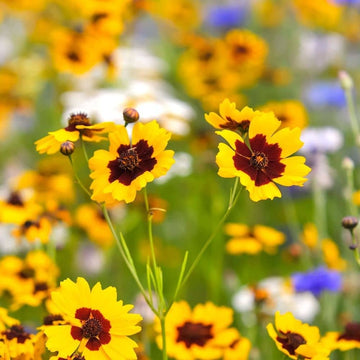 Calliopsis Flower Seeds for Planting - NON GMO Seeds