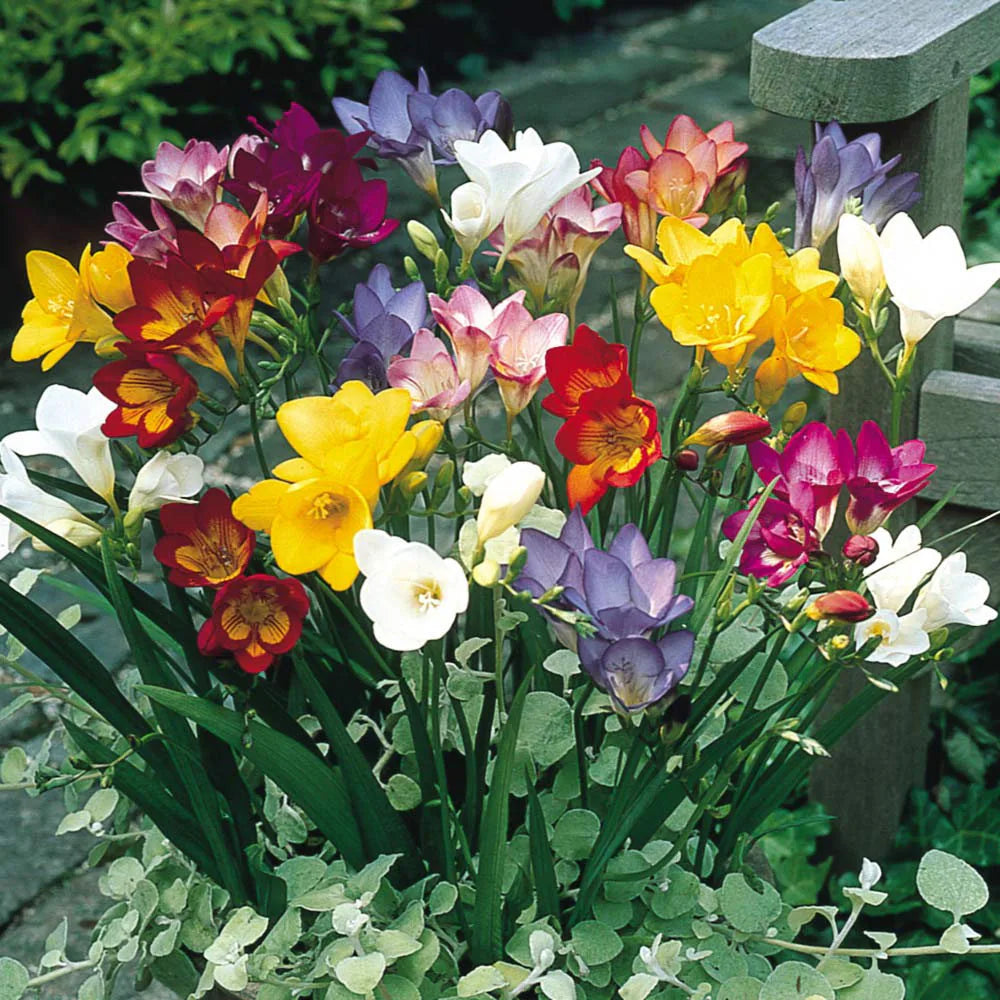 Mixed Freesias Flower Seeds for Planting- NON GMO Seeds seeds for planting in home garden