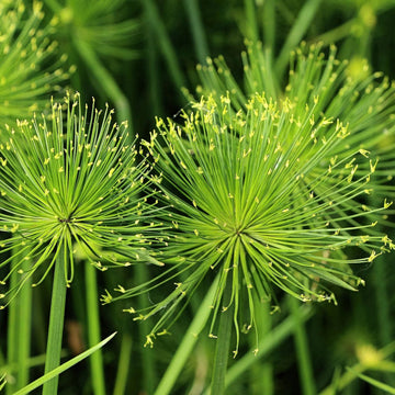 Heirloom Non-GMO Green Cyperus Papyrus Flower Seeds for Ornamental Water Garden Planting