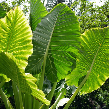 Green Giant Elephant Ear Seeds – Heirloom, Non-GMO Tropical Plant Seeds for Planting