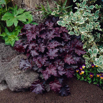 Purple Coral Bells Plant Seeds – Heirloom, Non-GMO Seeds for Planting Vibrant Garden Foliage