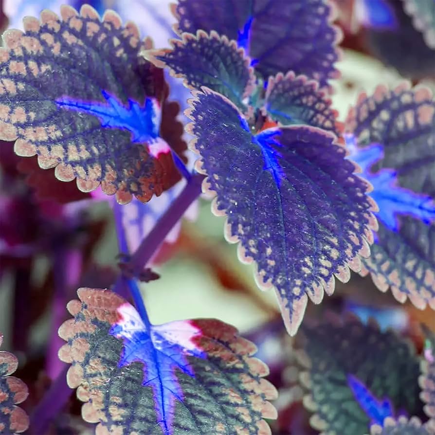 Deep Blue Coleus Plant Seeds for planting in home garden