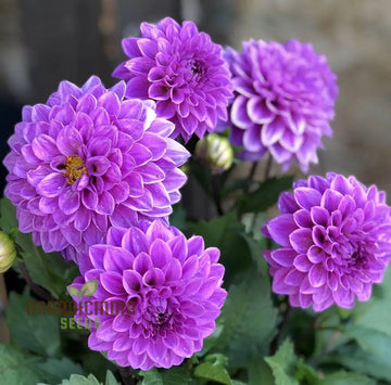 Astrantia Masterwort Purple Seeds – Organic, Heirloom, Non-GMO Flower Seeds
