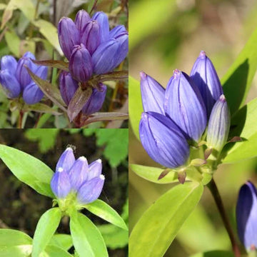 Gentian Flower Seeds for Planting - NON GMO Seeds