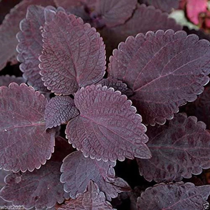 Deep Purple Coleus Plant Seeds for Planting - 100 pcs seeds for planting in home garden