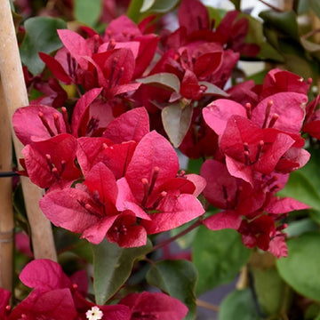 Maroon Bougainvillea flower seeds for Planting – Heirloom and Non‑GMO Garden seeds