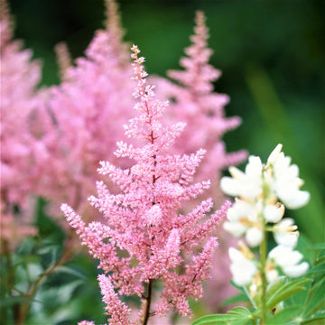 Baby Pink Astilbe Flower Seeds for Planting - Heirloom Seeds for Home Garden, Beautiful Blooms