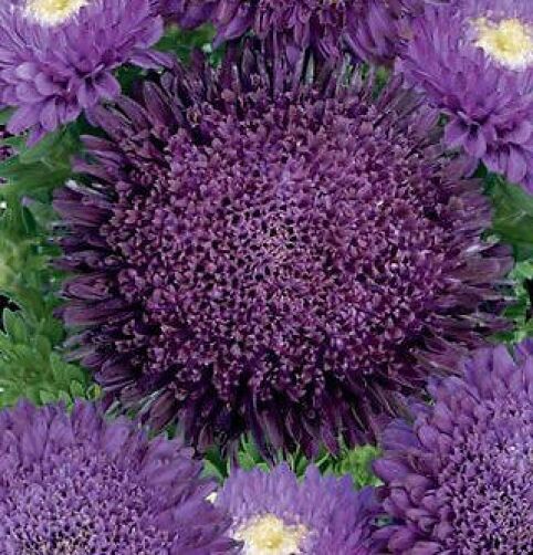 Organic Chrysanthemum Deep Purple Flower Seeds for Planting – Heirloom, Non-GMO seeds for planting in home garden