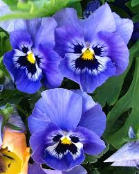Pansy Blue Seeds for Planting – Organic Heirloom Non-GMO Flower Seeds