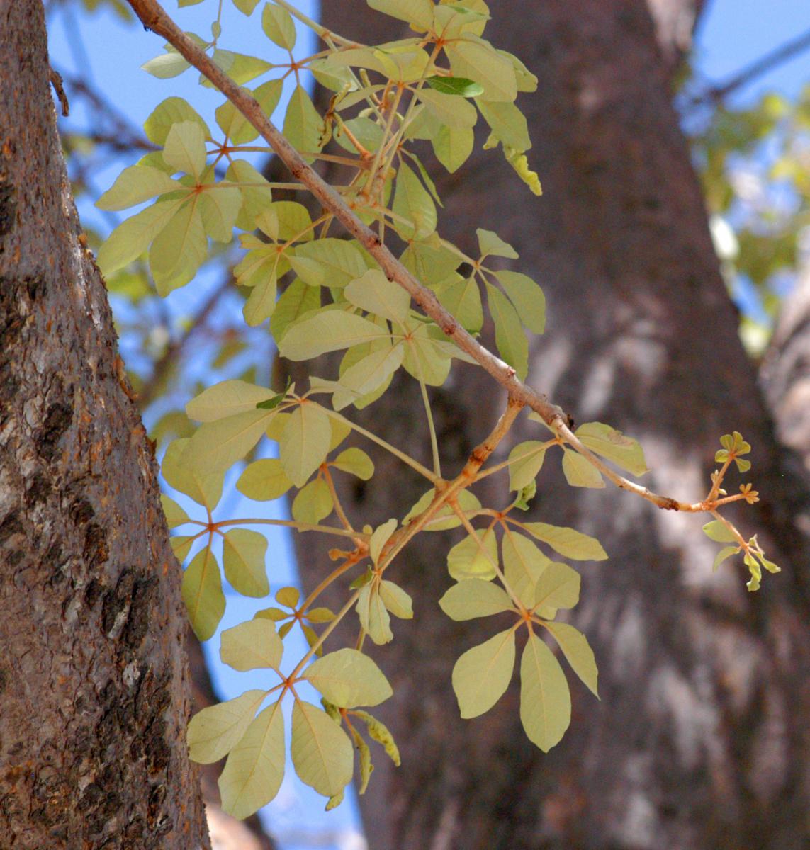 Schinziophyton (Schinziophyton scientific name) for planting in garden