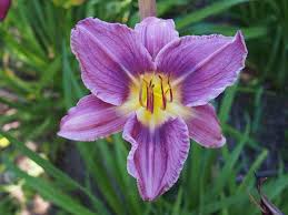 Heirloom Non-GMO Blue Hemerocallis Flower Seeds for Long-Blooming Perennial Garden Planting
