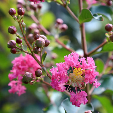 Crape Myrtle Flower Seeds for Planting - 100 Pcs pcs