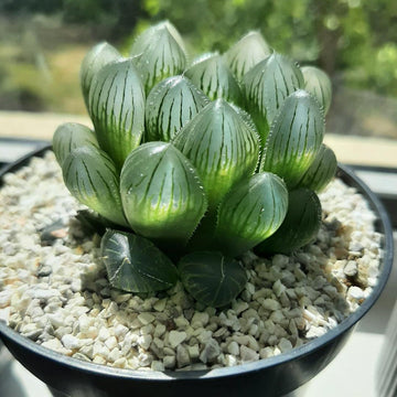 Haworthia Cooperi Flower Seeds for Planting NON GMO Seeds