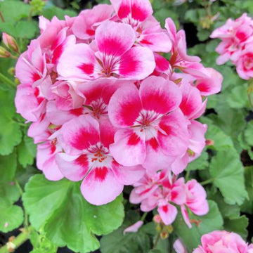 Heirloom Non-GMO Geranium Pelargonium Flower Seeds for Planting – Vibrant Colorful Garden Blooms