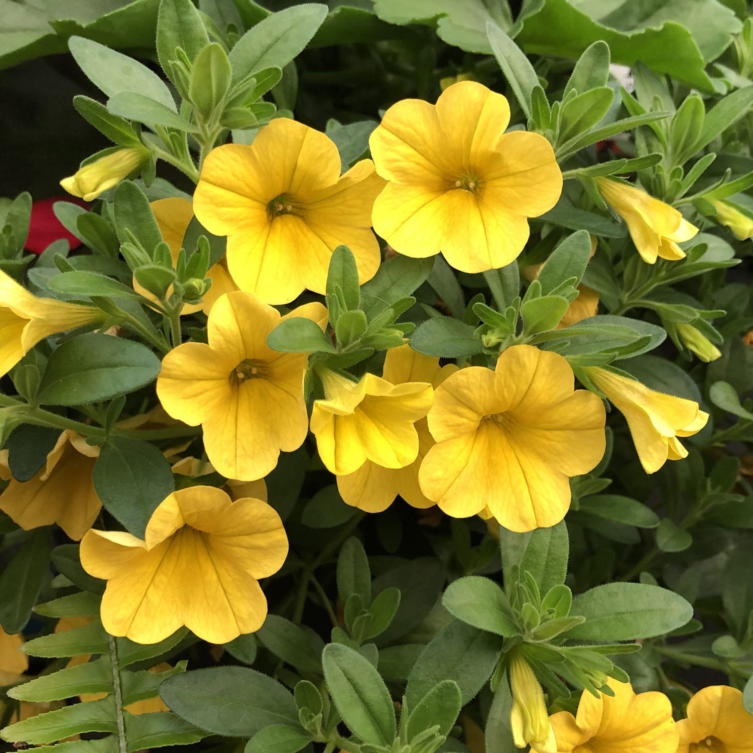 Yellow Calibrachoa Seeds for Planting for planting in home garden
