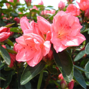Azalea Rhododendron Pink Seeds – Organic, Heirloom, Non-GMO Flower Seeds for Planting