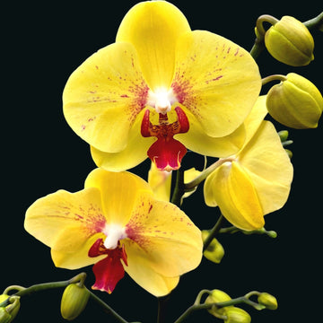 Light Yellow Butterfly Orchids Flower Seeds for Planting - NON GMO Seeds