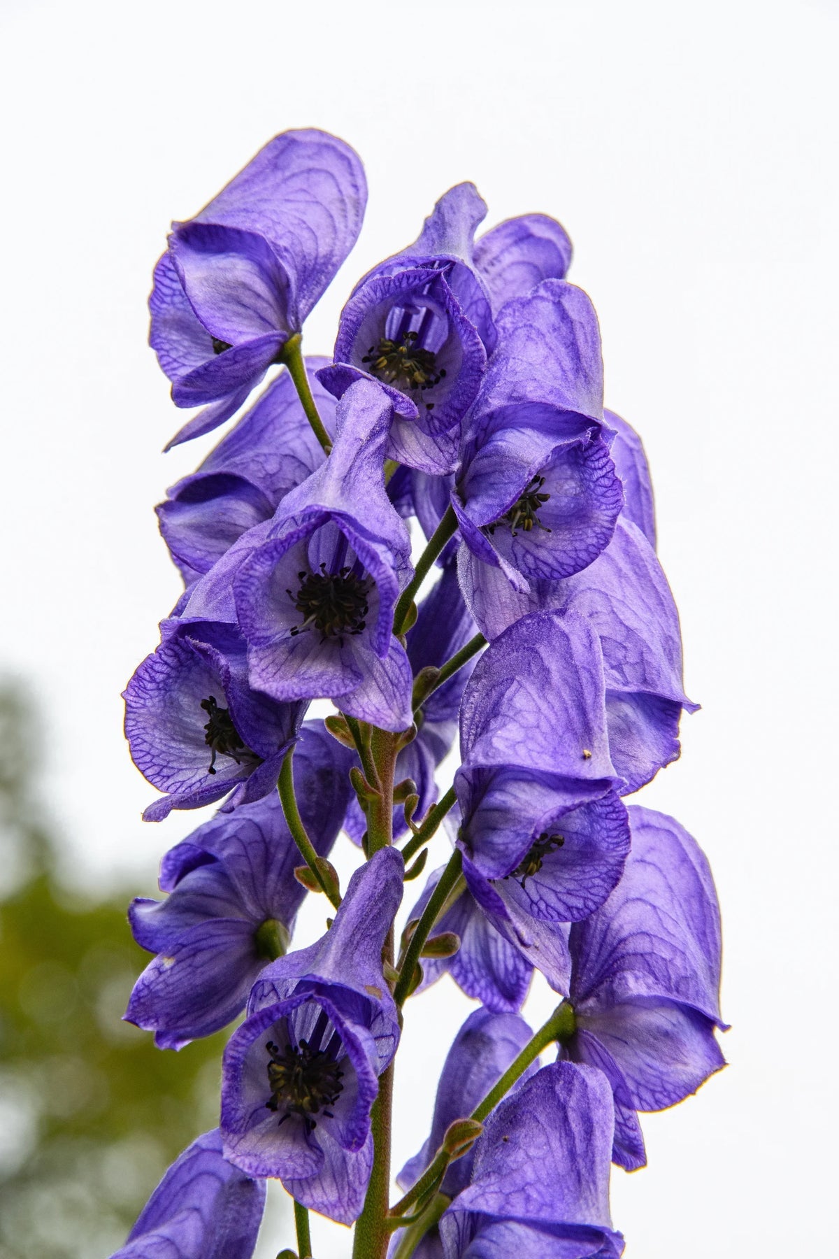 Heirloom Blue Aconitum Napellus Flower Seeds for Planting, Non-GMO for planting in home garden