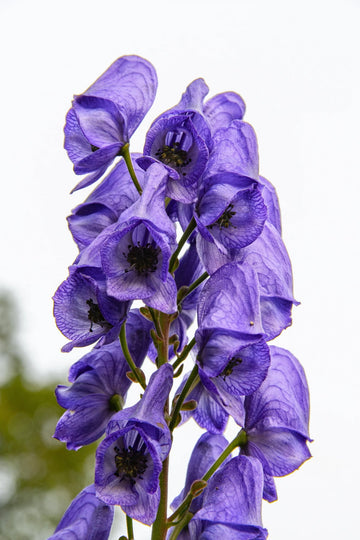 Heirloom Blue Aconitum Napellus Flower Seeds for Planting, Non-GMO