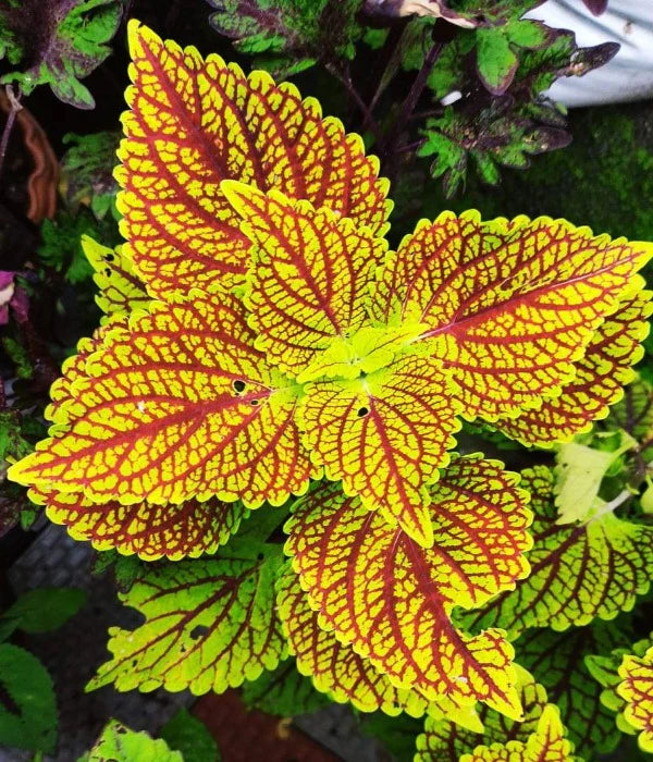 Heirloom Non-GMO Yellow Red Coleus Plant Seeds for Planting – Vibrant Foliage for Shaded Garden Borders seeds for planting in home garden
