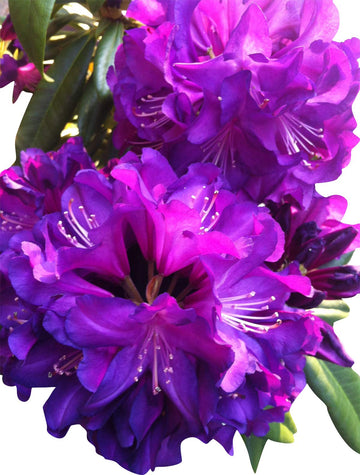 Heirloom Purple Rhododendron Flower Seeds, Non-GMO Vibrant Blooms for Planting