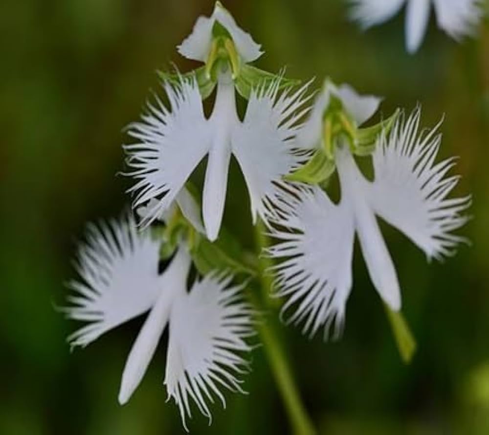 Heron Orchid Flower Seeds for Planting - 100 pcs seeds for planting in home garden