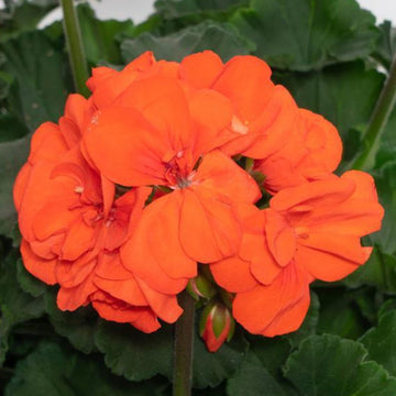orange Pelargonium Flower Seeds – Non-GMO Seeds for Garden Planting