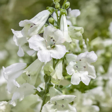 Penstemon White Flower Seeds for Planting – Organic, Heirloom, Non-GMO Seeds