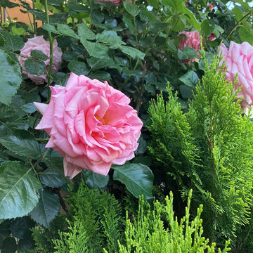 Rosa Damascena Seeds for Planting – Organic, Heirloom, Non-GMO Aromatic Flower Seeds