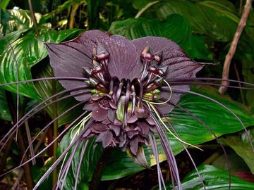 Black Tacca Chantrieri Plant Seeds – Heirloom Non-GMO Bat Flower Seeds for Exotic Tropical Gardens